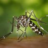 Congress Finally Agrees To Budget $1.1 Billion To Fight Zika